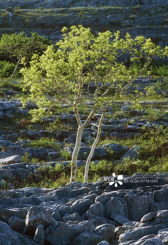 爱尔兰克莱尔郡布伦图片素材
