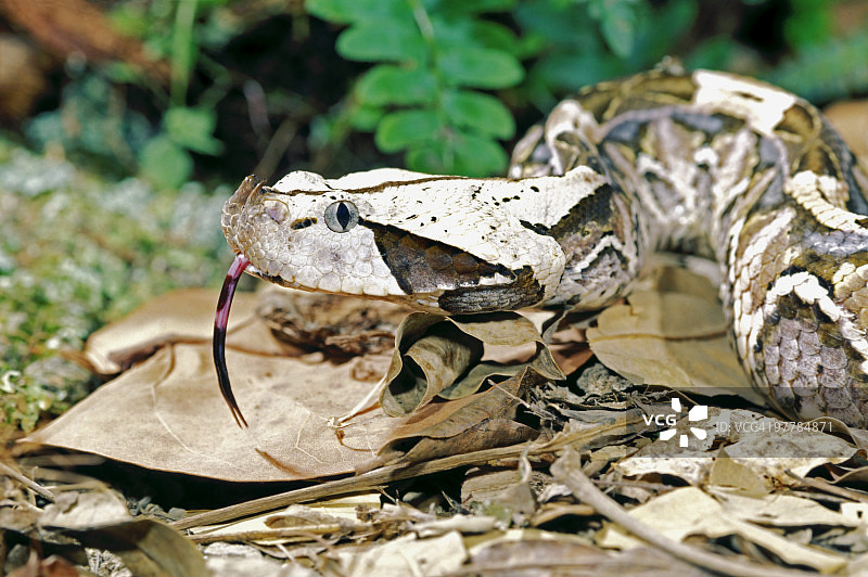 加蓬咝蝰图片素材