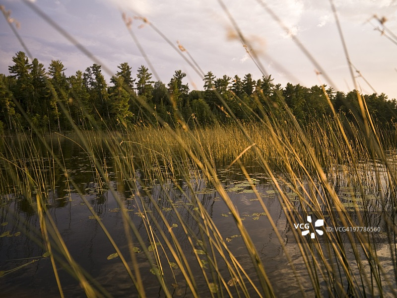 加拿大安大略省伍兹湖芦苇荡图片素材