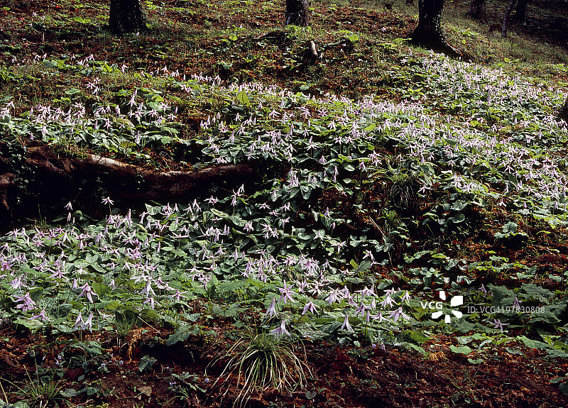 日本爱知县丰田市的日本瓣鳞毛茛图片素材