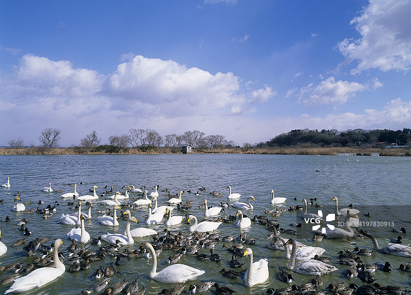 天鹅，日本宫城县登米市图片素材