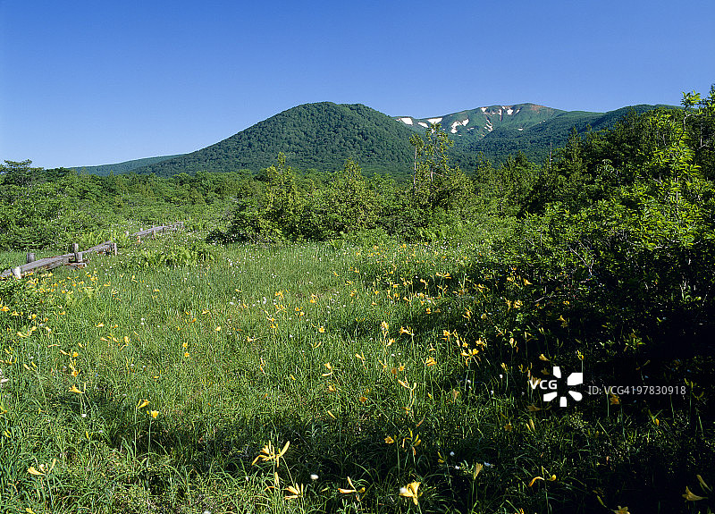 萱草，日本宫城县栗原市图片素材