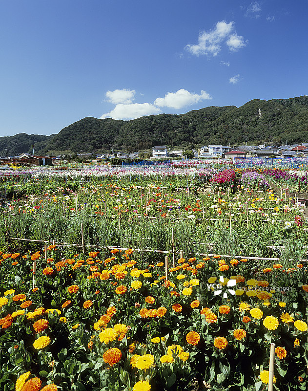 日本千叶县南房总市花卉园图片素材