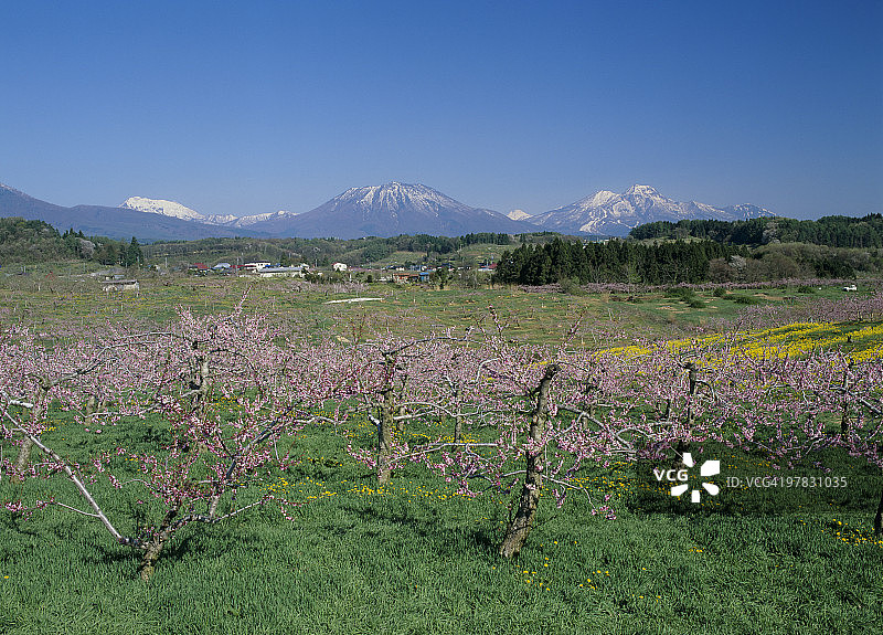 日本长野县饭纲町的桃花图片素材