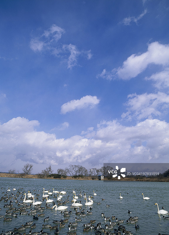 天鹅，日本宫城县登米市图片素材