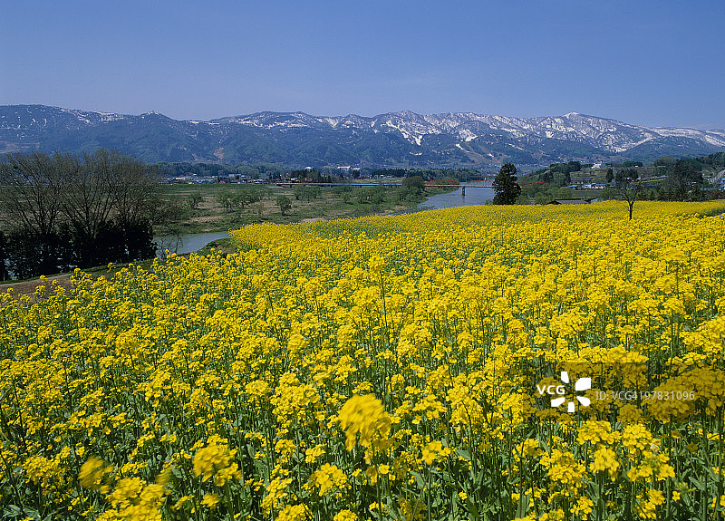 日本长野县饭山市的油菜花图片素材