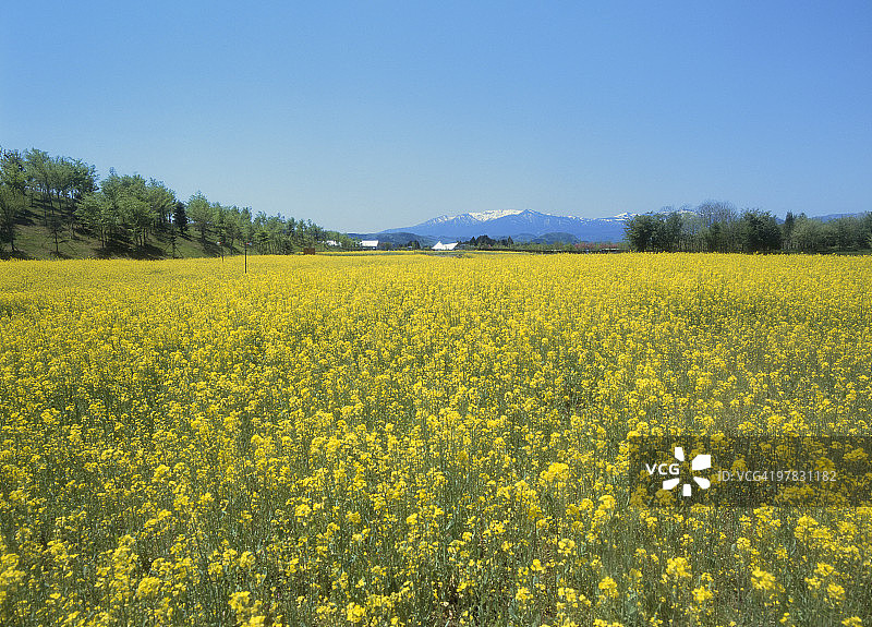 油菜花，川崎，宫城，日本图片素材