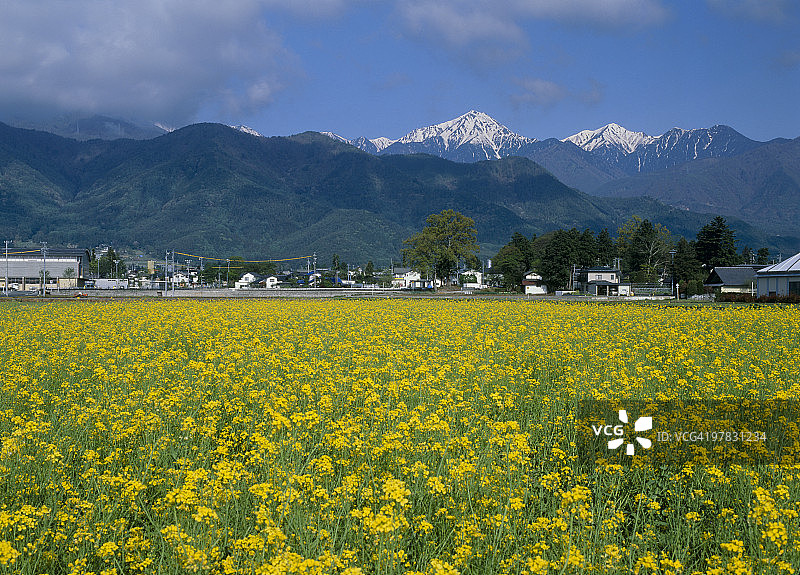 油菜花，安昙野，长野，日本图片素材