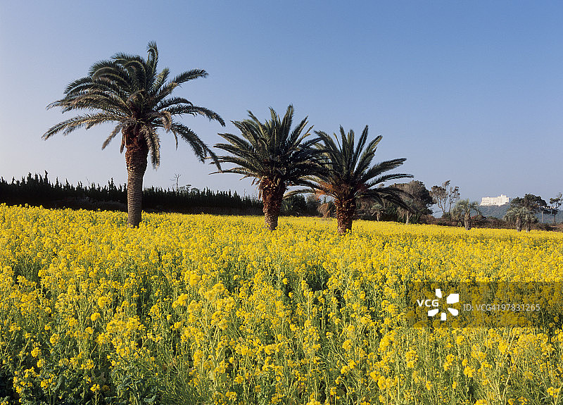 日本爱知县田原市的油菜花图片素材