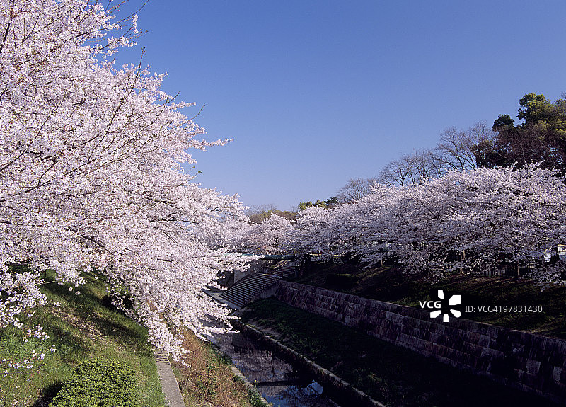 山崎川的樱花图片素材