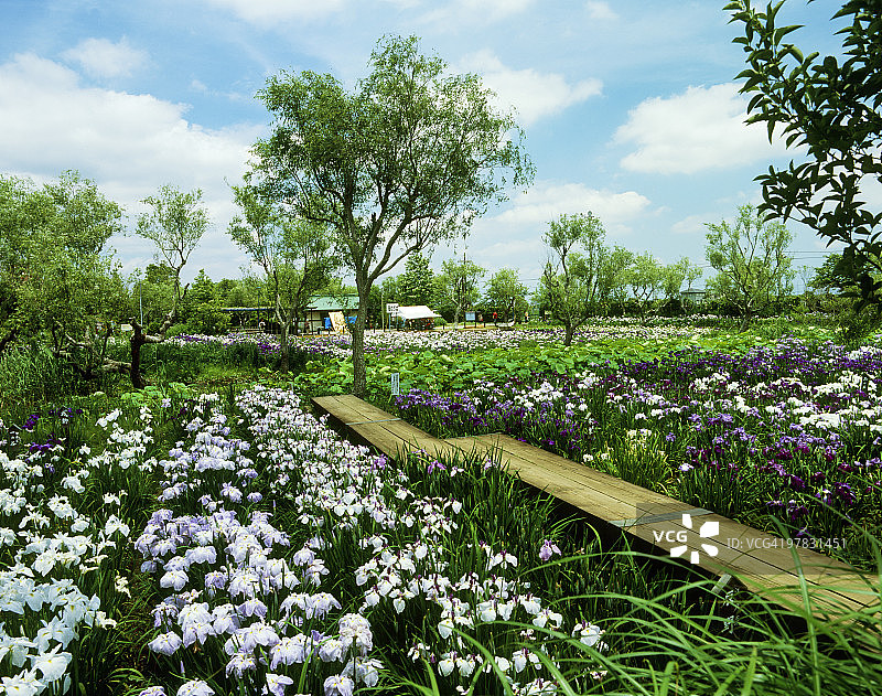 水乡佐原市营水生植物园，加取市，千叶县，日本图片素材