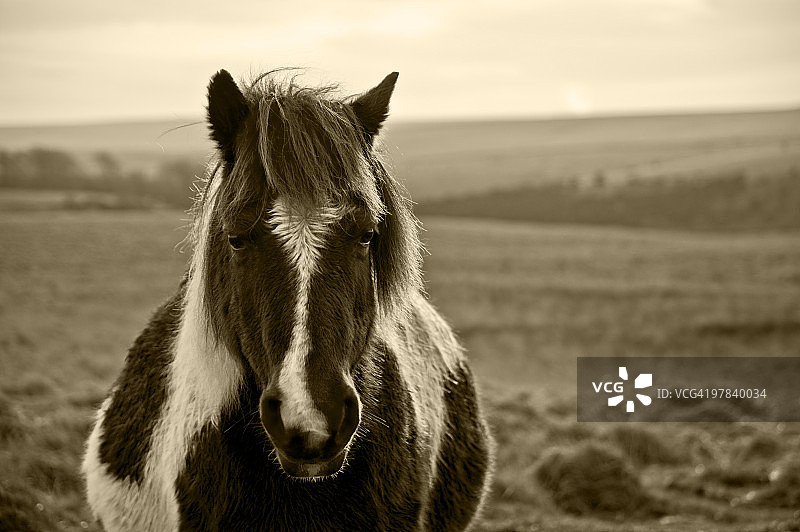 达特穆尔矮种马图片素材