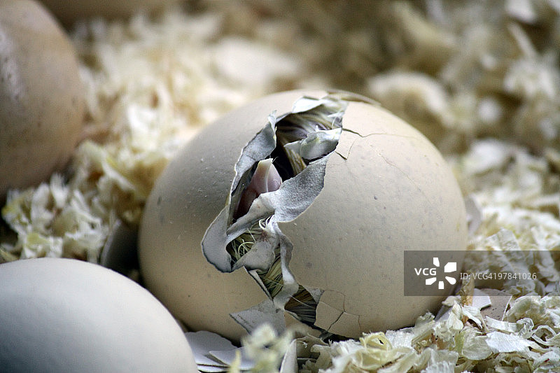 小鸡破壳而出图片素材