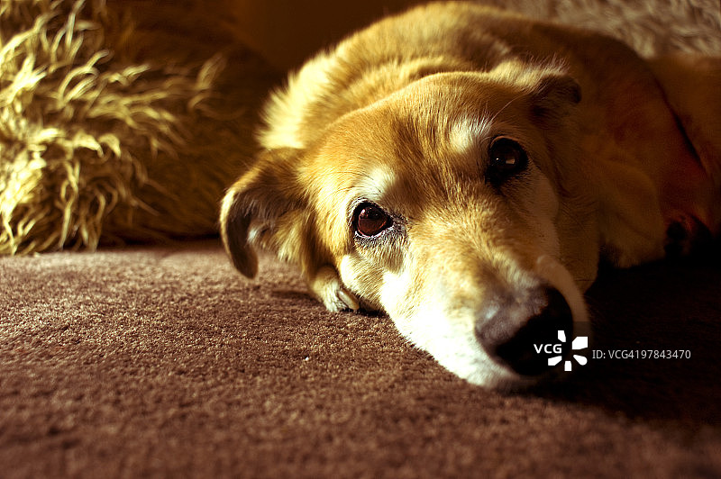金毛猎犬图片素材