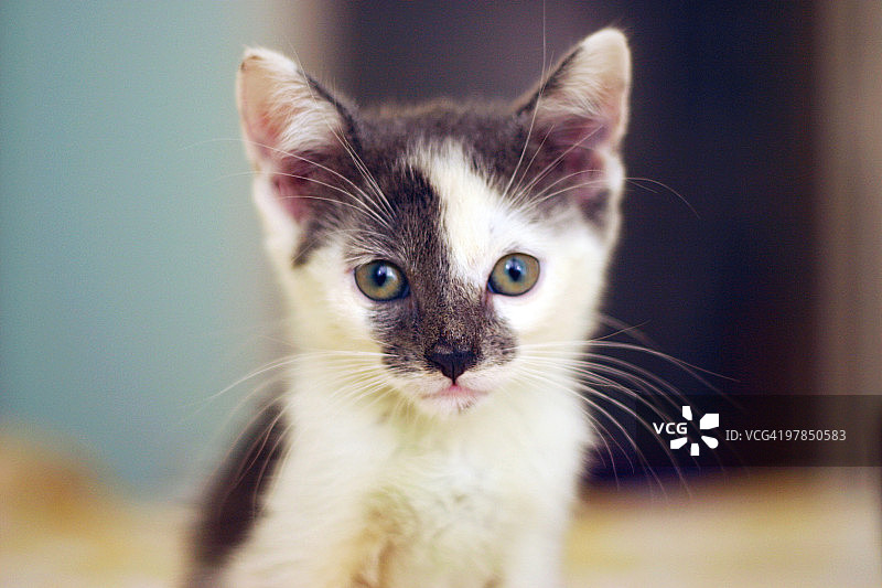 小猫马塞尔图片素材