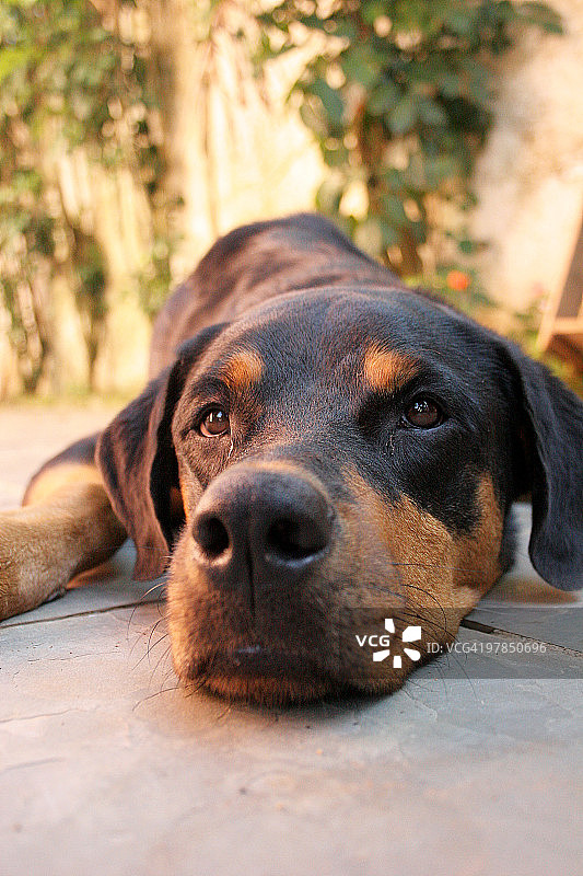 罗威纳犬图片素材