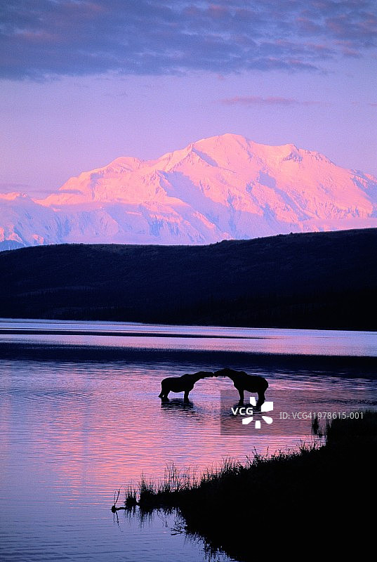 美国，阿拉斯加，德纳里国家公园，德纳里山，驼鹿在前景图片素材