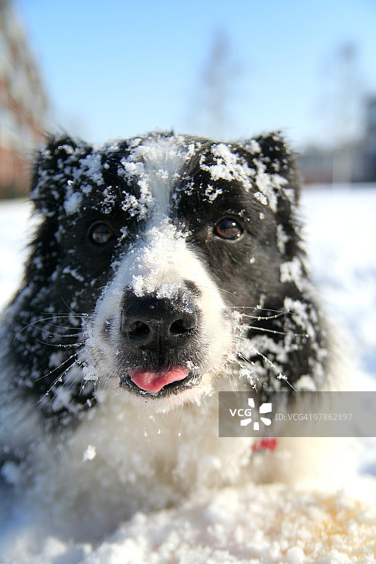 享受雪景的边境牧羊犬图片素材