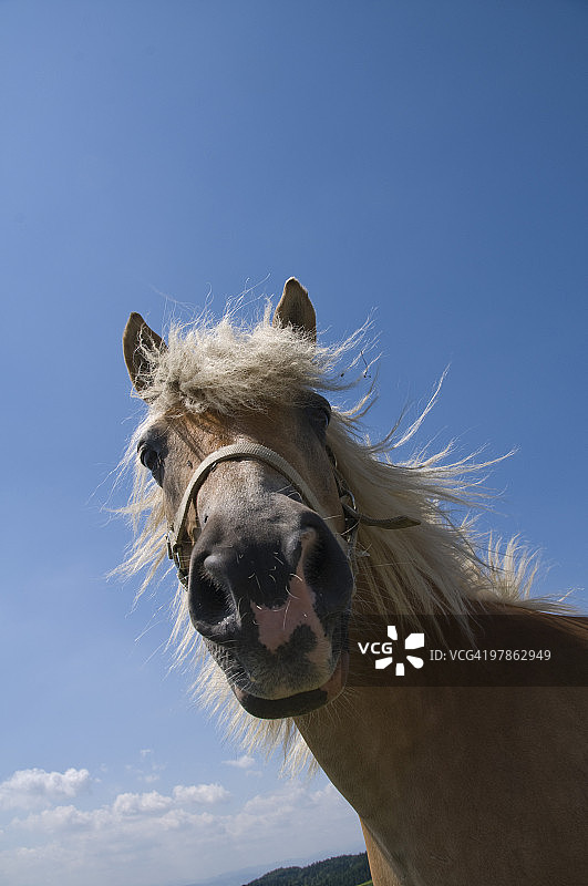马的脸部特写图片素材