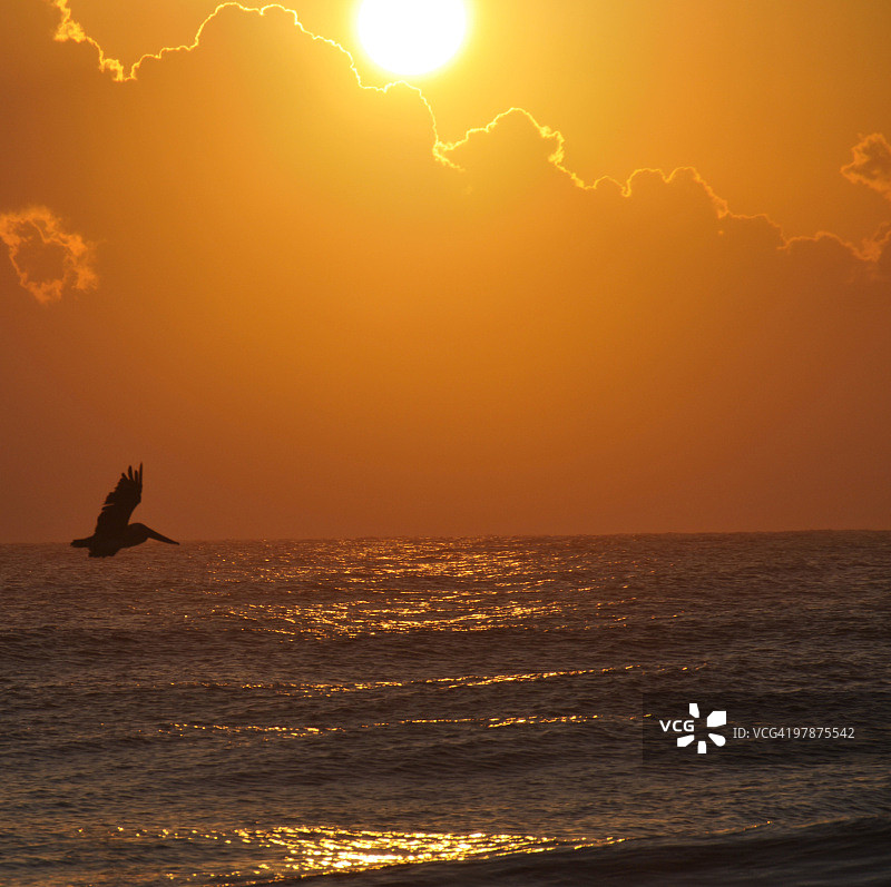 鹈鹕飞越海滩日出图片素材