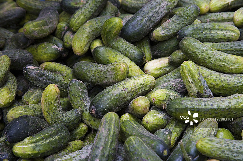 用于腌制的小黄瓜图片素材