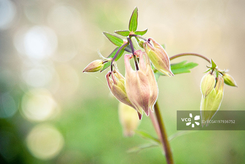 耧斗菜花蕾图片素材