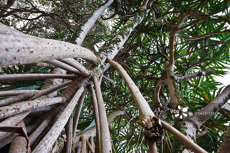 从地面看到的露兜树图片素材