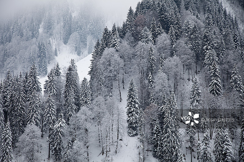 白雪覆盖的树木，瑞士弗里堡州图片素材