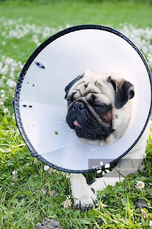 戴着保护项圈的巴哥犬特写图片素材