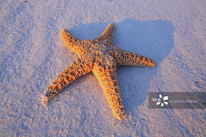 海滩上的海星图片素材
