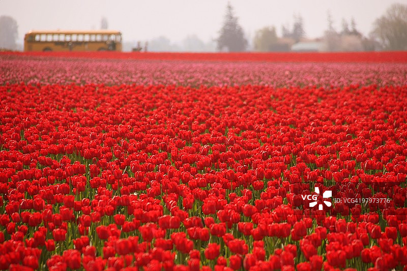 郁金香花海中的黄色校车图片素材