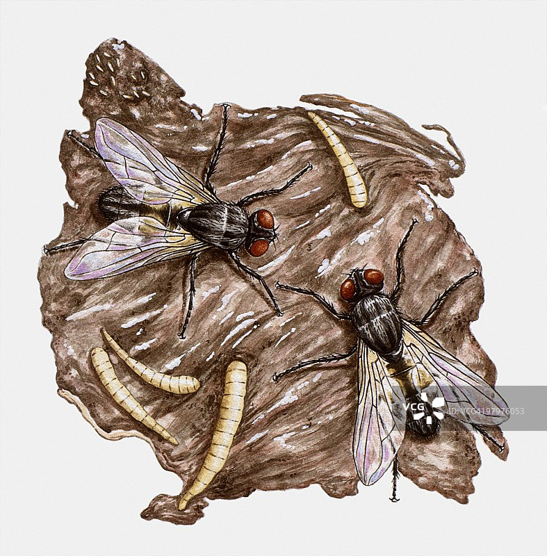家蝇（Musca domestica）和腐烂肉上的蛆插画图片素材