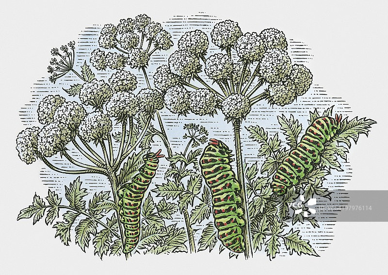 毛虫啃食树叶插画图片素材