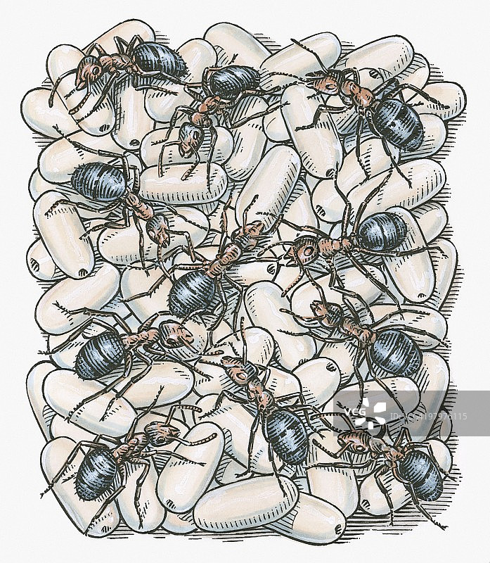 蚂蚁在卵上的插画图片素材