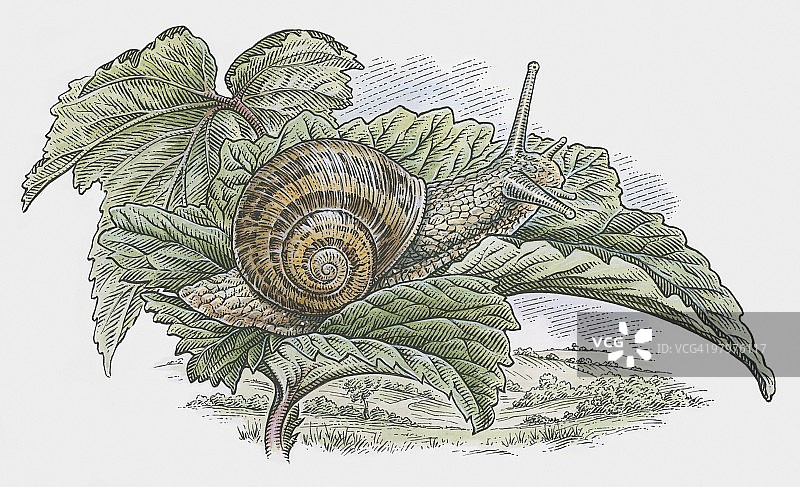 叶子上花园蜗牛（Helix aspersa）的插图图片素材