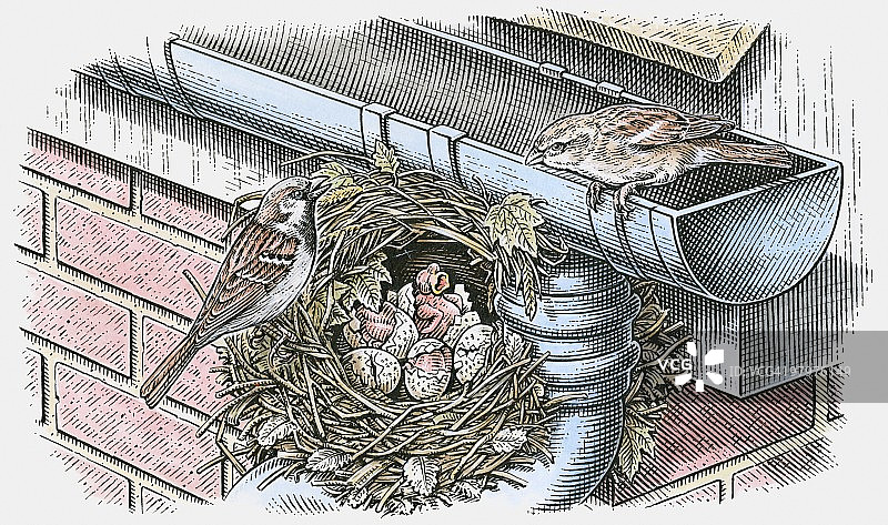 屋檐下筑巢的家麻雀插画图片素材