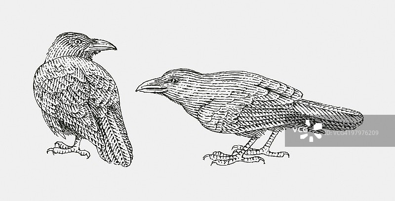 两只渡鸦（Corvus corax）的黑白插图图片素材