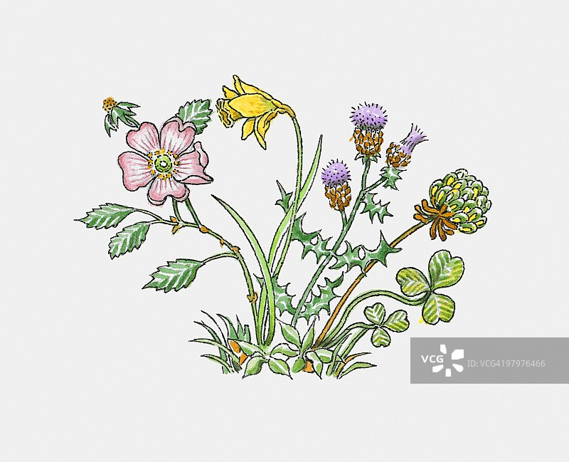 英格兰玫瑰、威尔士韭葱、水仙花、苏格兰蓟和爱尔兰三叶草插画图片素材