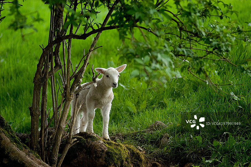 春季羔羊图片素材