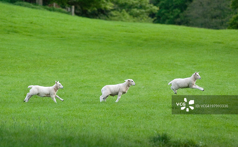 羔羊嬉戏图片素材