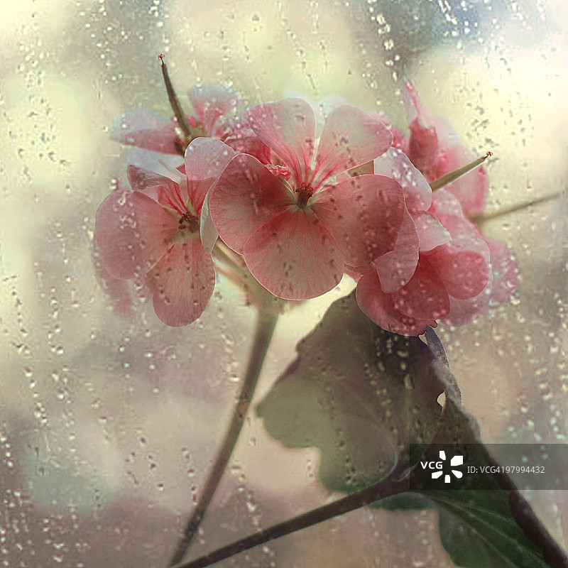 雨中的花朵图片素材