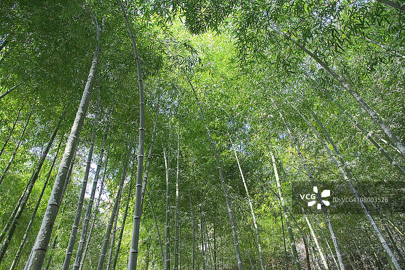 毛竹林，日本图片素材