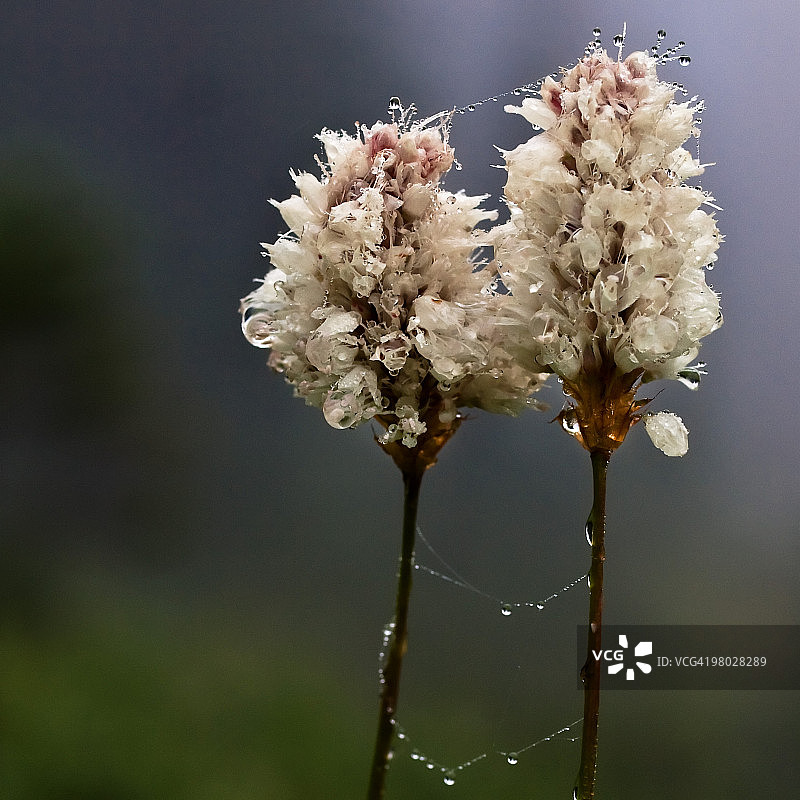 美洲拳参图片素材