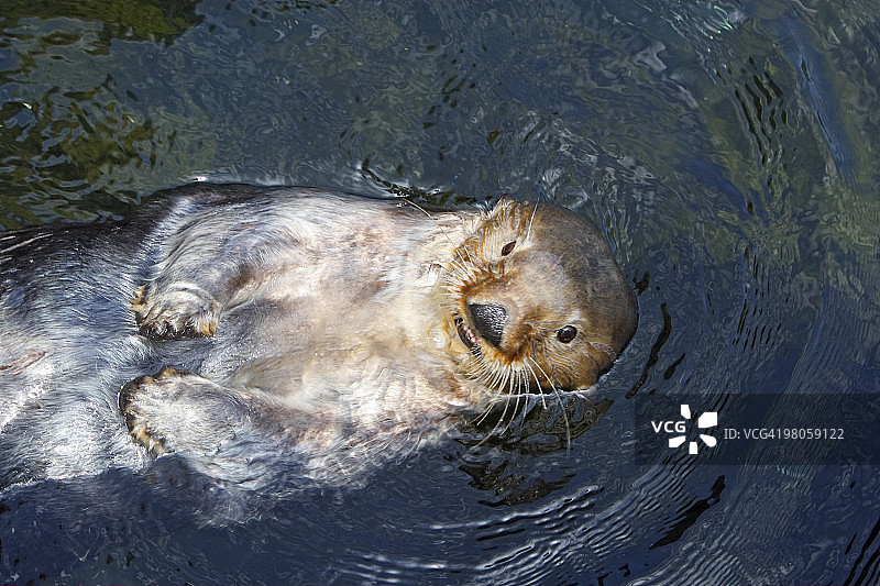海獭图片素材