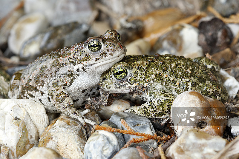 欧洲绿蟾蜍图片素材