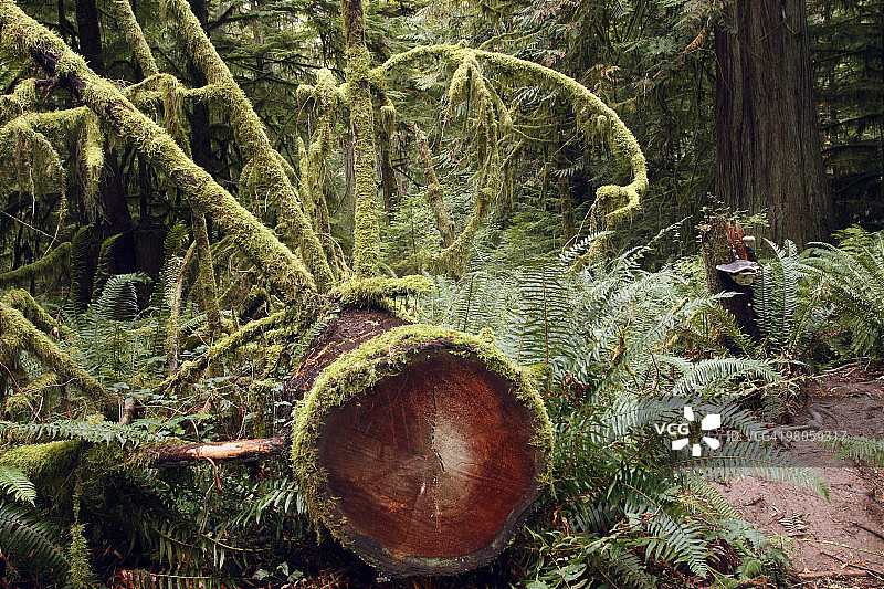 温带雨林图片素材