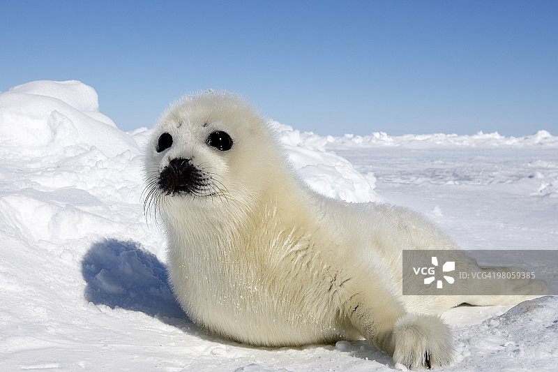 格陵兰海豹图片素材