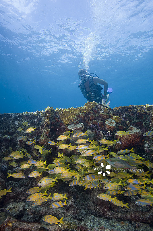 西区糖沉船上的潜水员图片素材