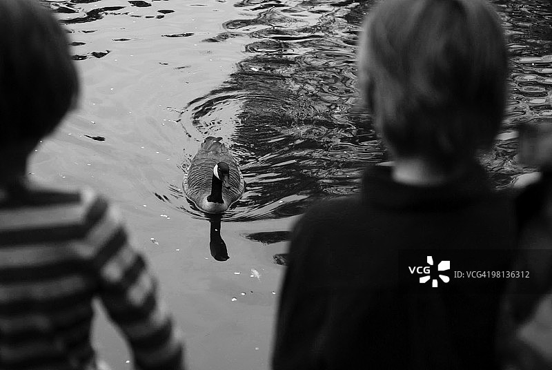 黑额黑雁图片素材