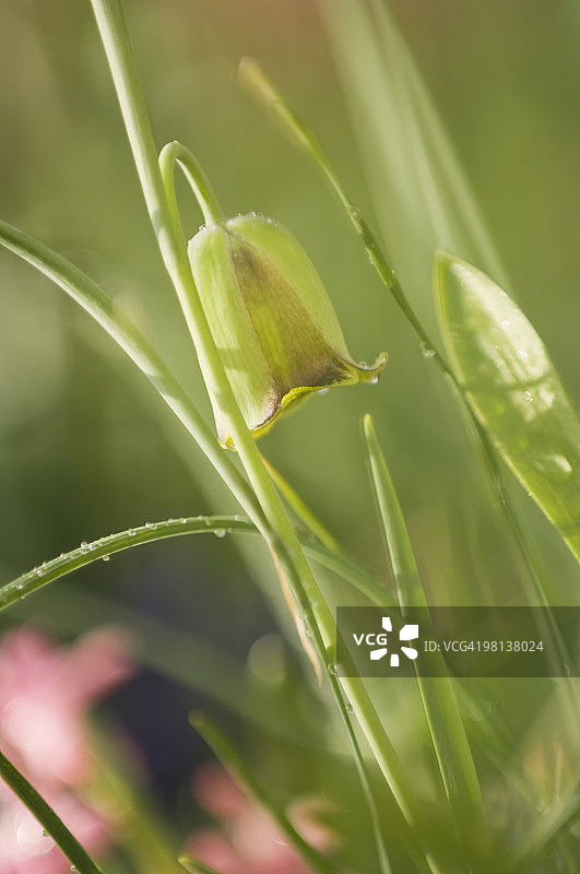 草丛中隐藏的绿色贝母花图片素材